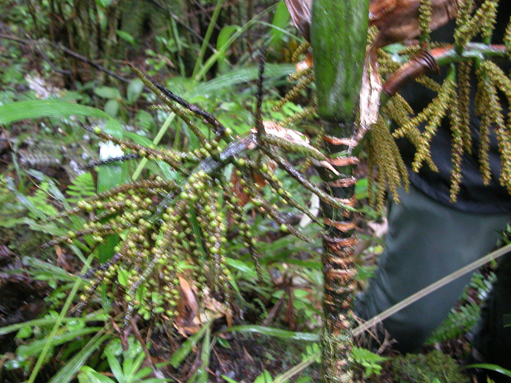 Dypsis oreophila fruit