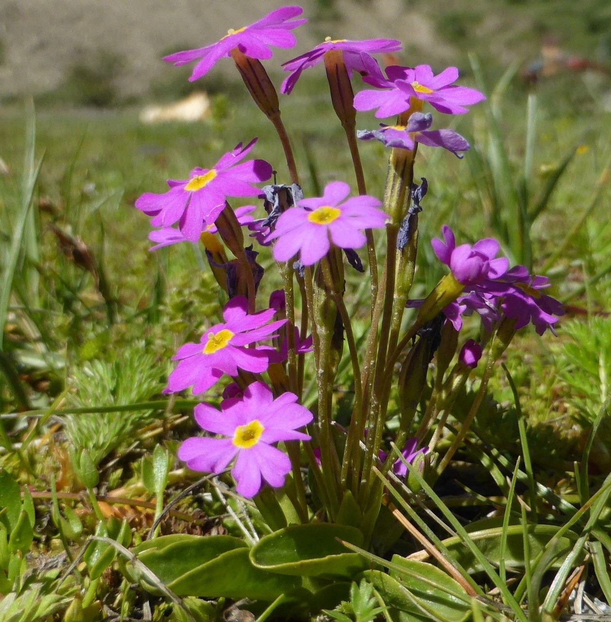 Primula involucrata — houseplant care guide