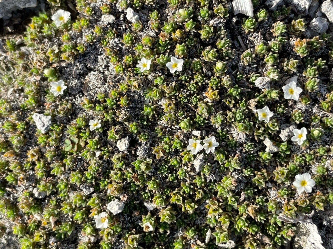 Euploca humifusa — search result for 'Euploca'