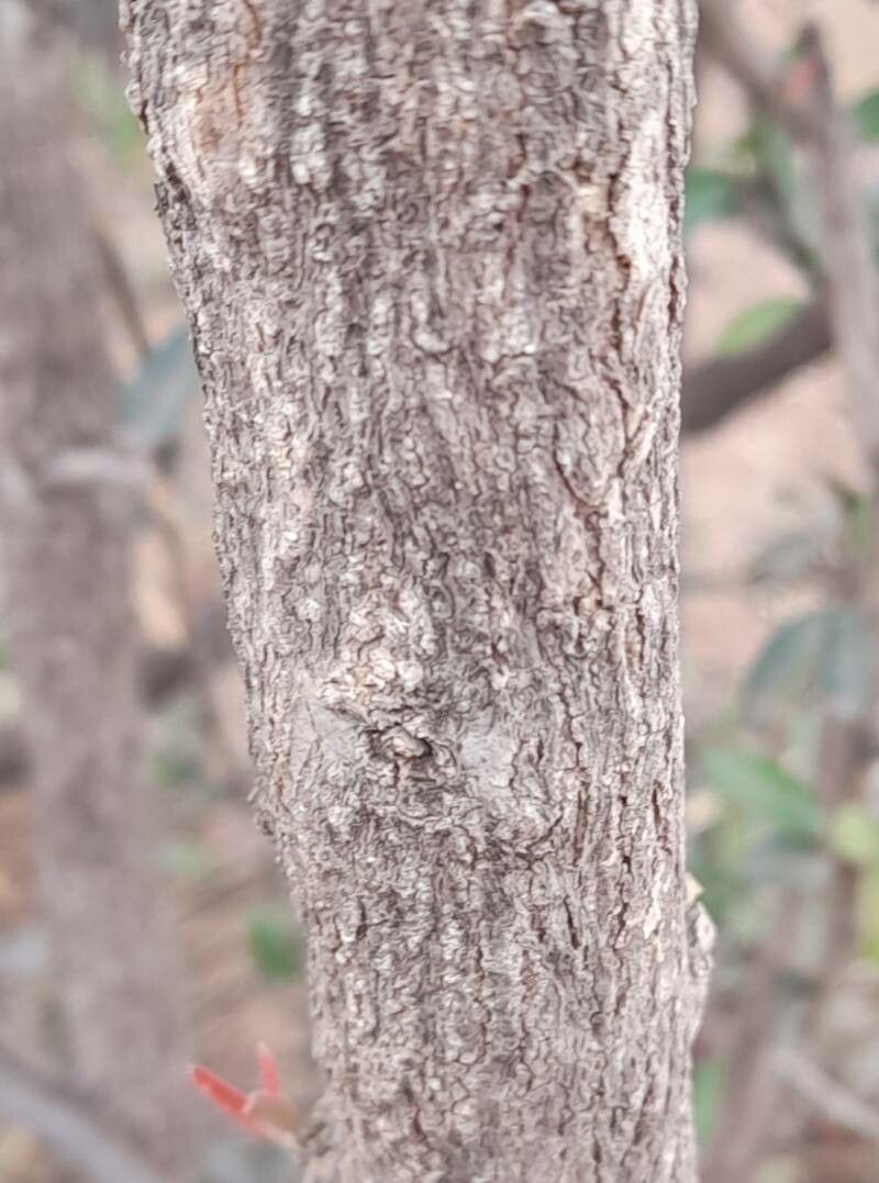 Castela coccinea bark