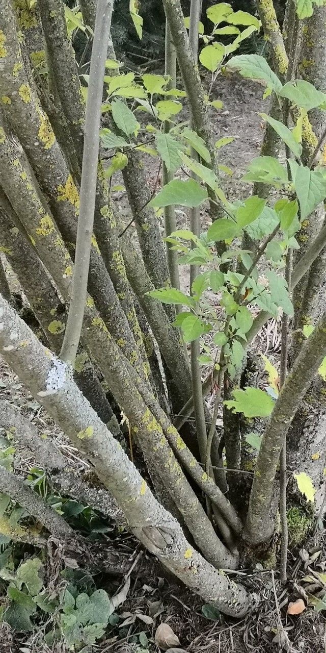 Syringa tomentella bark