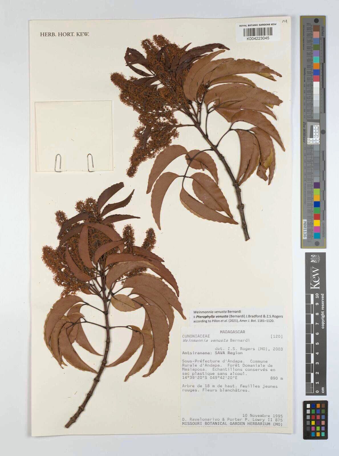 Pterophylla venusta — houseplant care guide