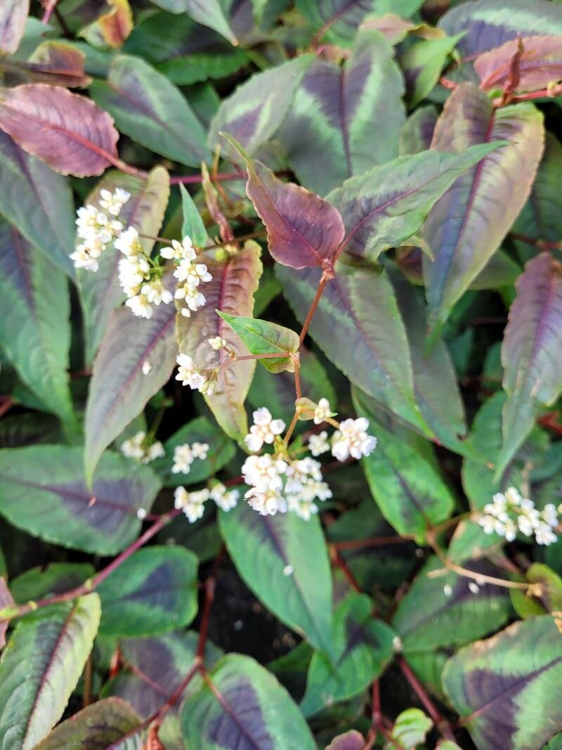 Polygonum microcephalum fruit