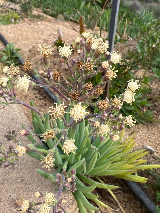 Dudleya edulis flower