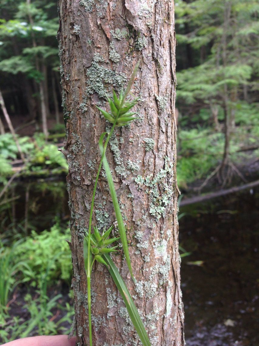 Carex folliculata bark