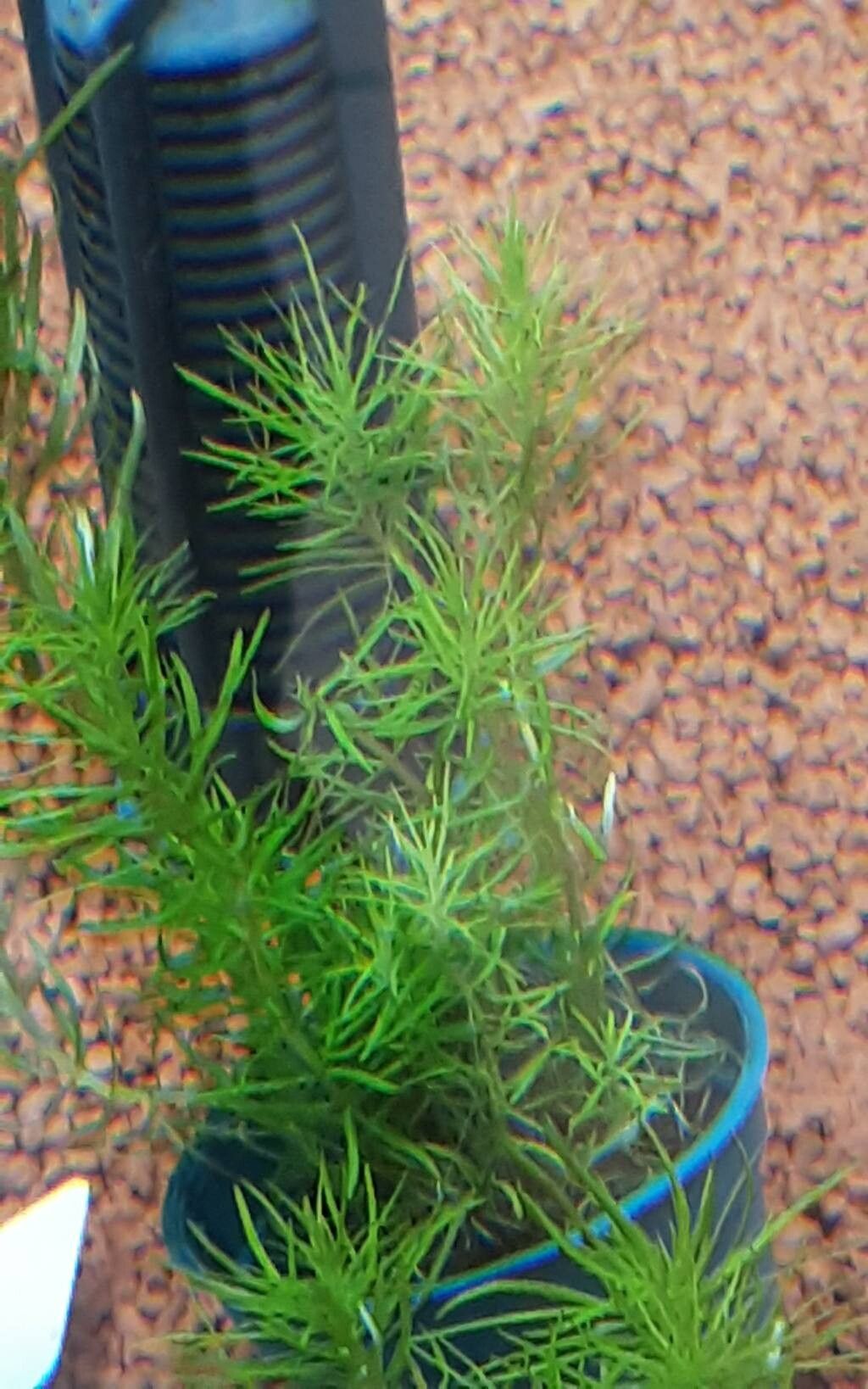 Pogostemon deccanensis leaf