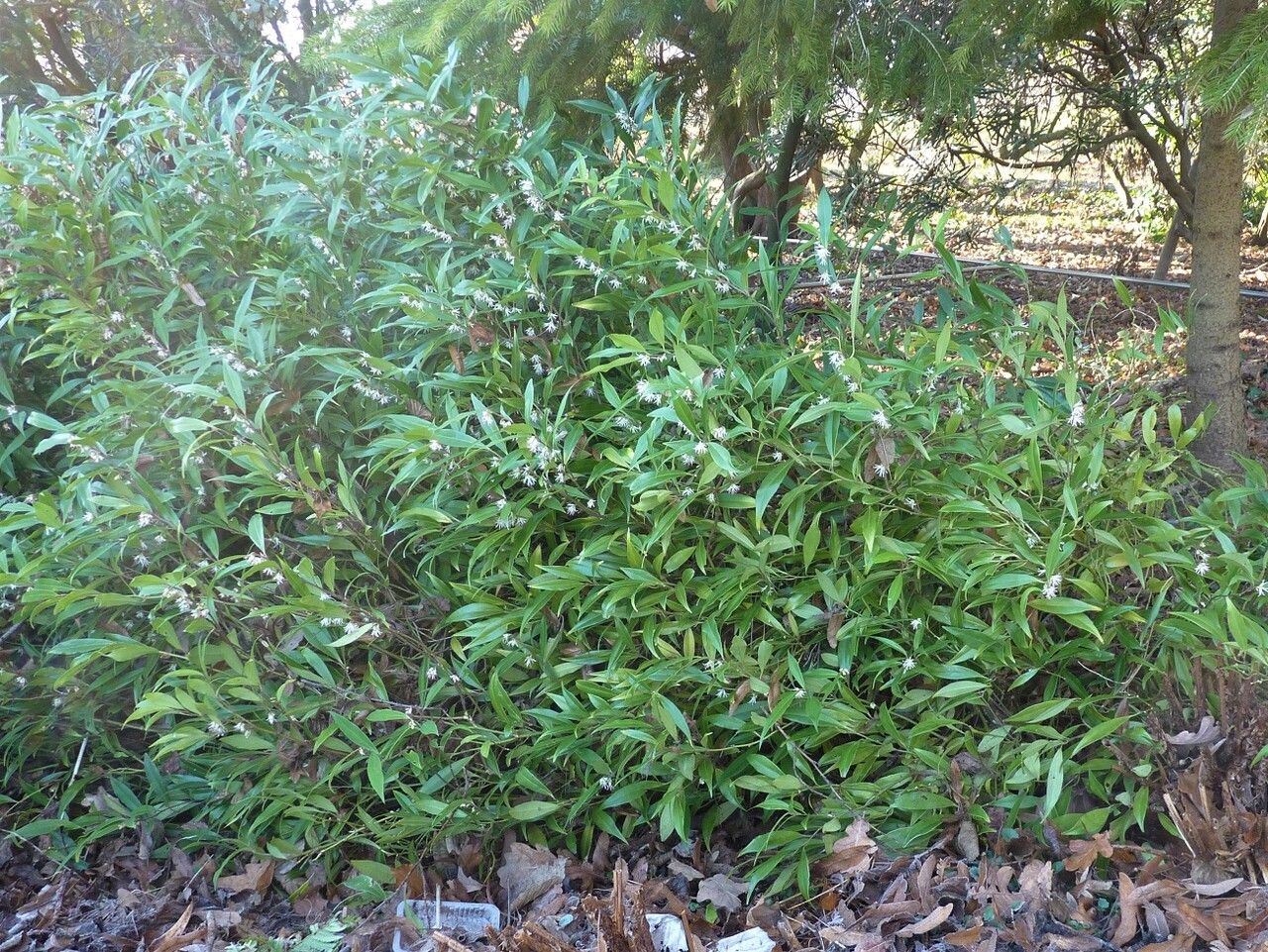 Sarcococca longifolia habit