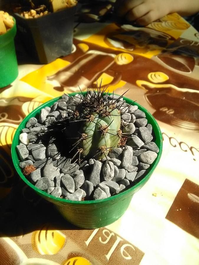 Pilosocereus colombianus — search result for 'Pilosocereus'