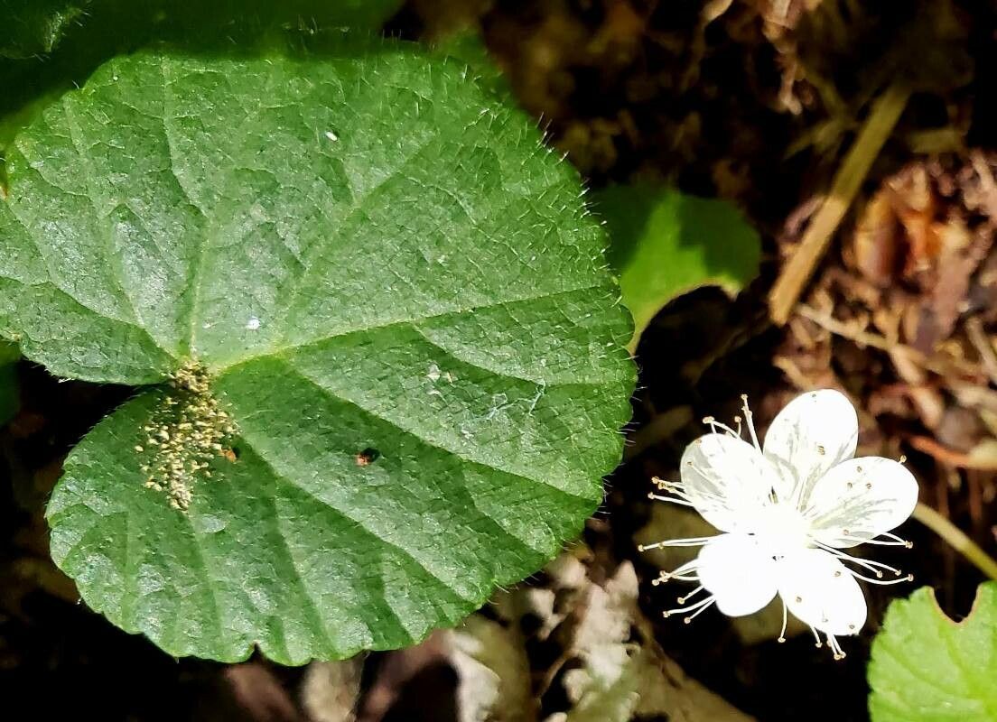 Dalibarda repens leaf