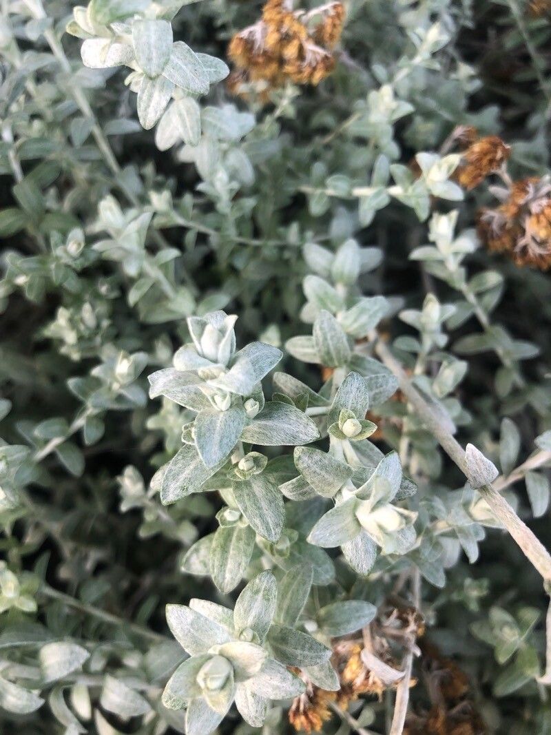 Helichrysum argyrophyllum — search result for 'Helichrysum'