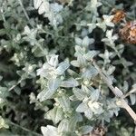 Helichrysum argyrophyllum