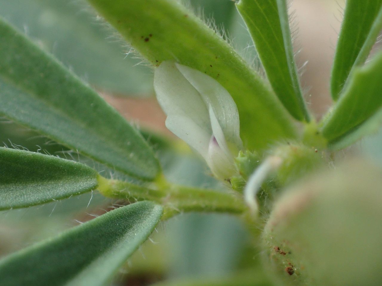 Trigonella gladiata flower