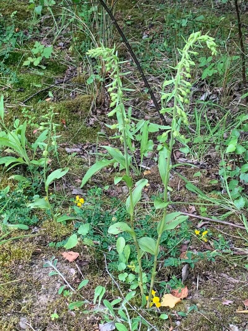 Epipactis rhodanensis flower