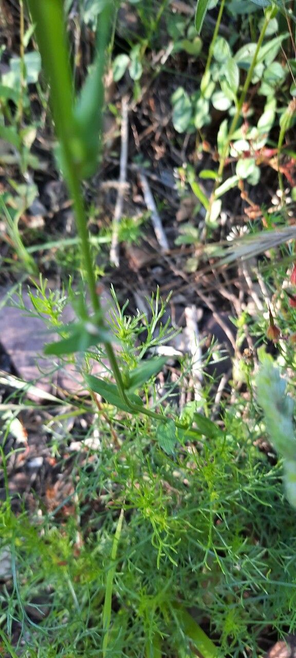 Legousia falcata leaf