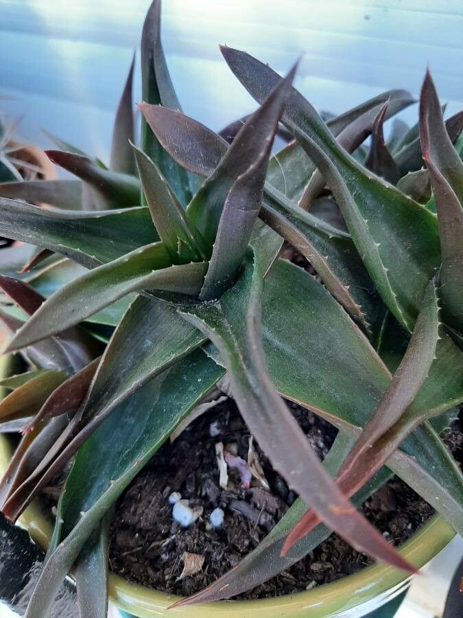 Aloe striatula — cacti and succulents houseplant