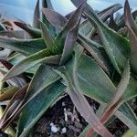 Aloe striatula