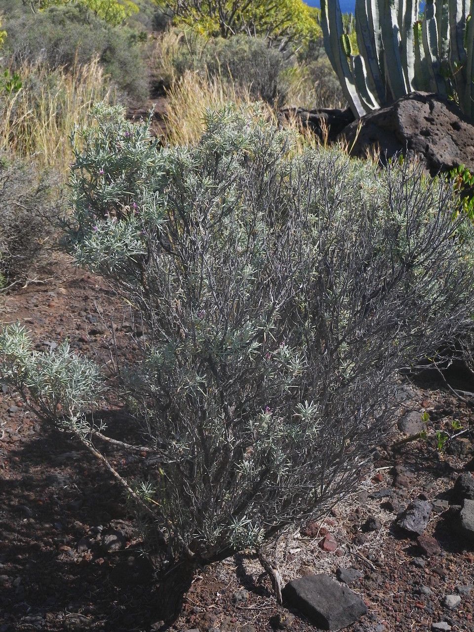 Parolinia intermedia habit