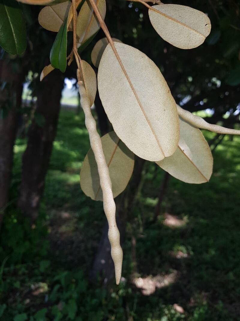 Morisonia odoratissima fruit