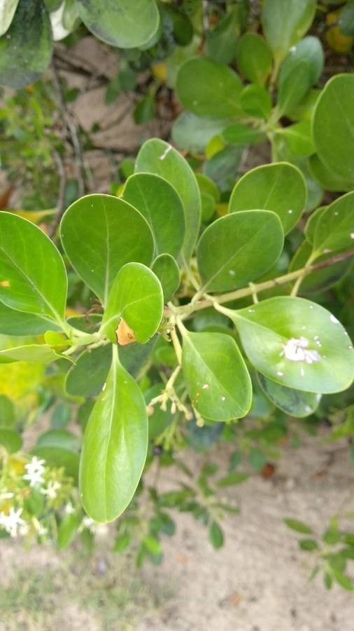 Erithalis fruticosa leaf