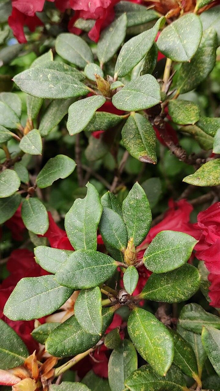 Rhododendron forrestii — houseplant care guide
