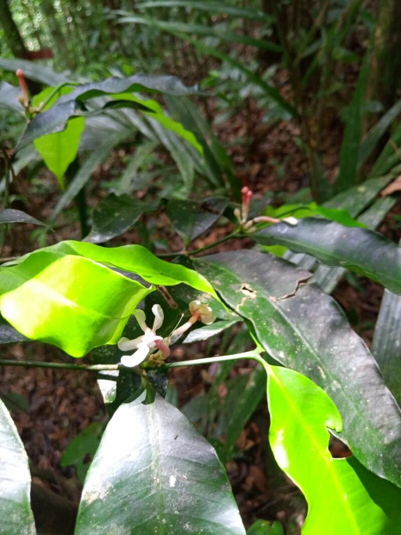 Tabernaemontana undulata flower