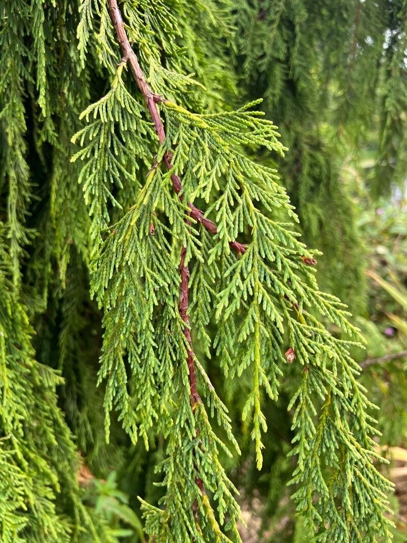 Callitropsis nootkatensis — search result for 'Cupressus'