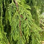 Callitropsis nootkatensis