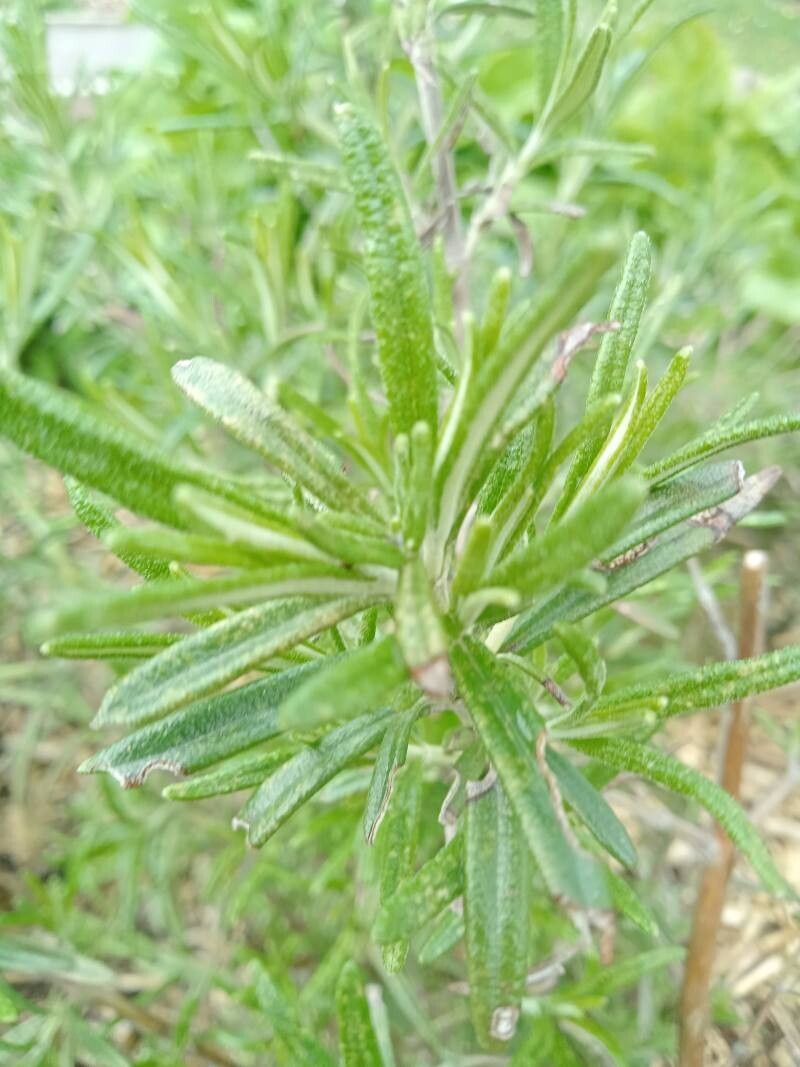 Salvia × lavandulacea bark