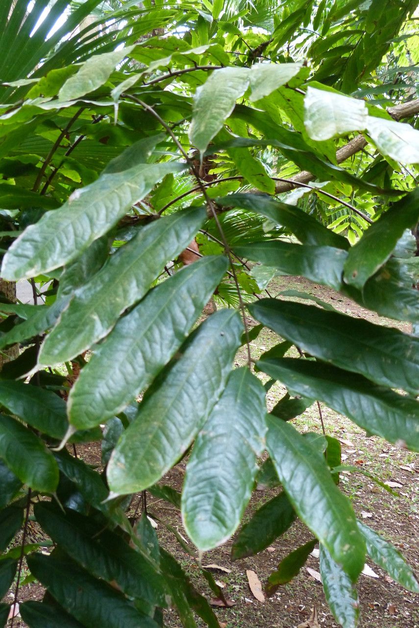 Brownea grandiceps — search result for 'Venezuela'