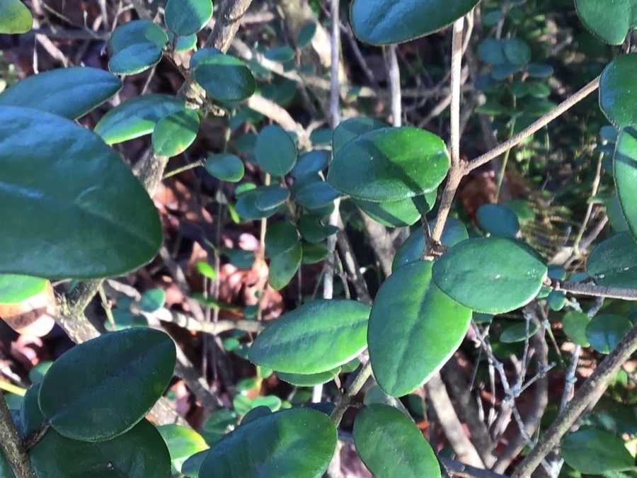 Correa backhouseana — search result for 'Fuchsia'