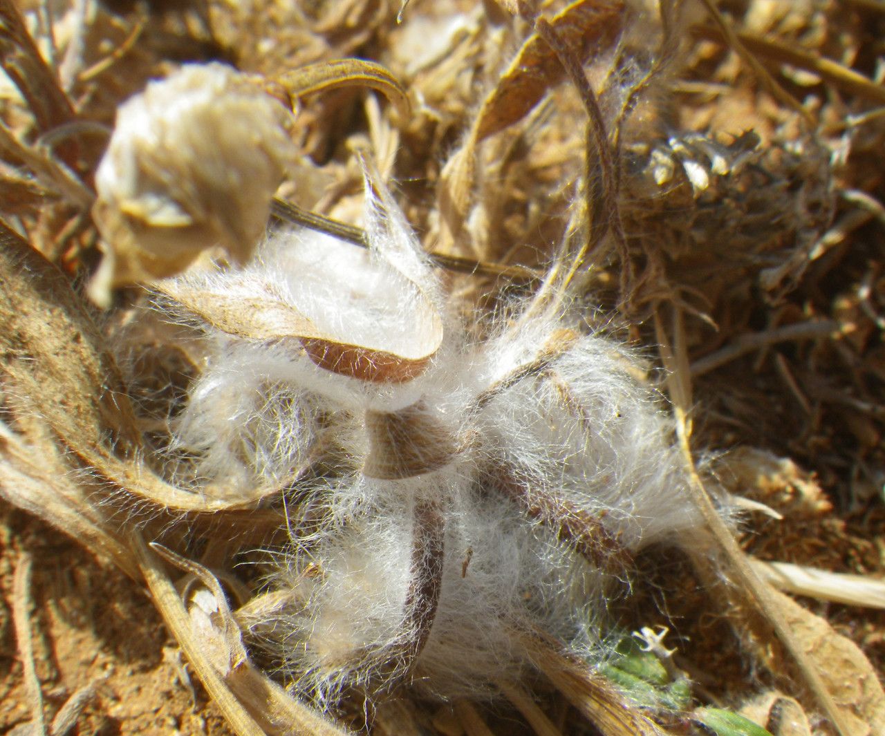 Plantago squarrosa fruit