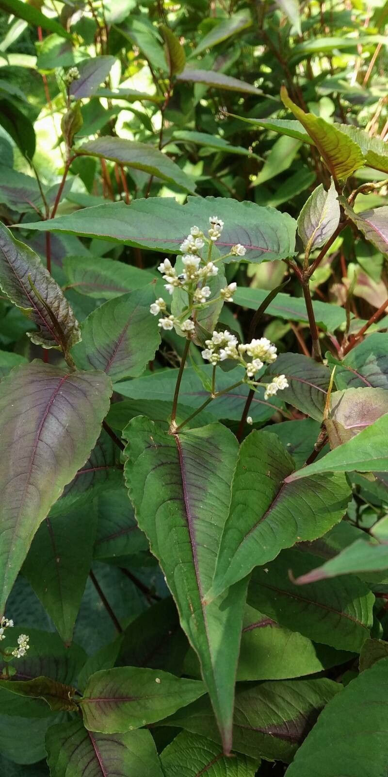 Persicaria chinensis flower