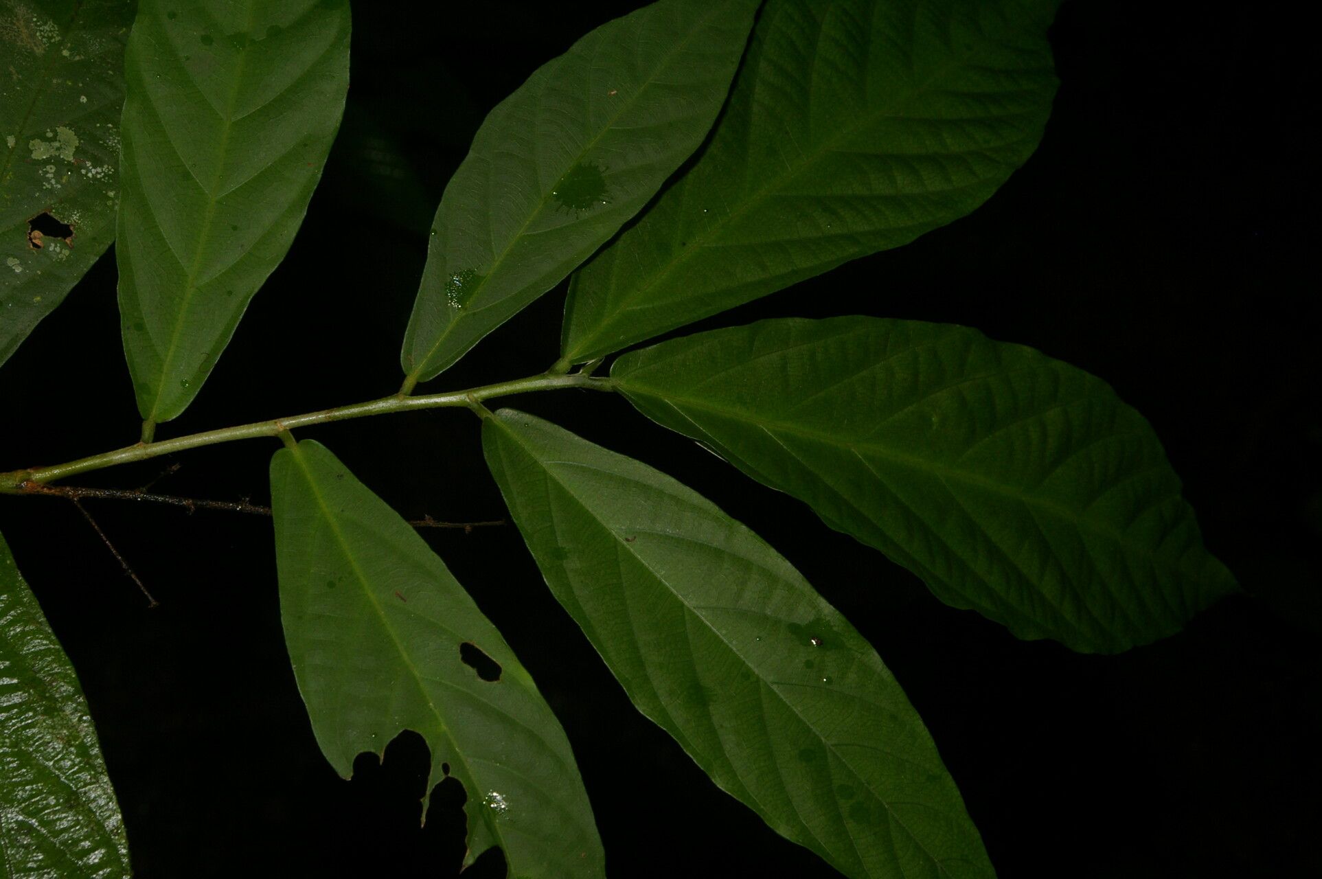 Ayenia mastatalensis — houseplant care guide