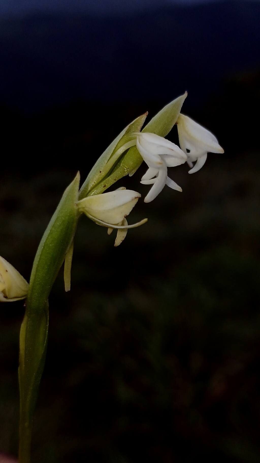 Habenaria heyneana flower