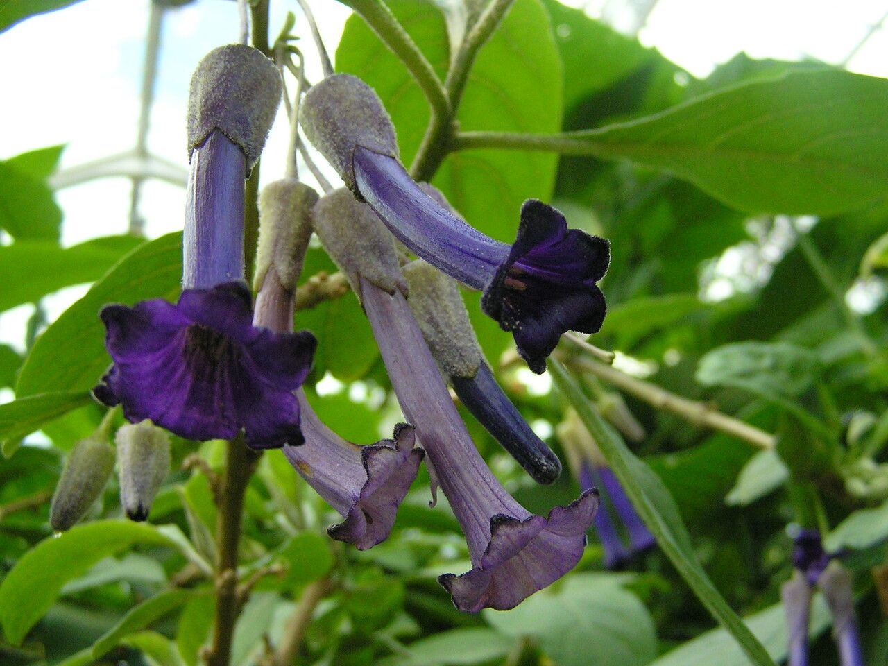 Iochroma calycinum — search result for 'Datura'