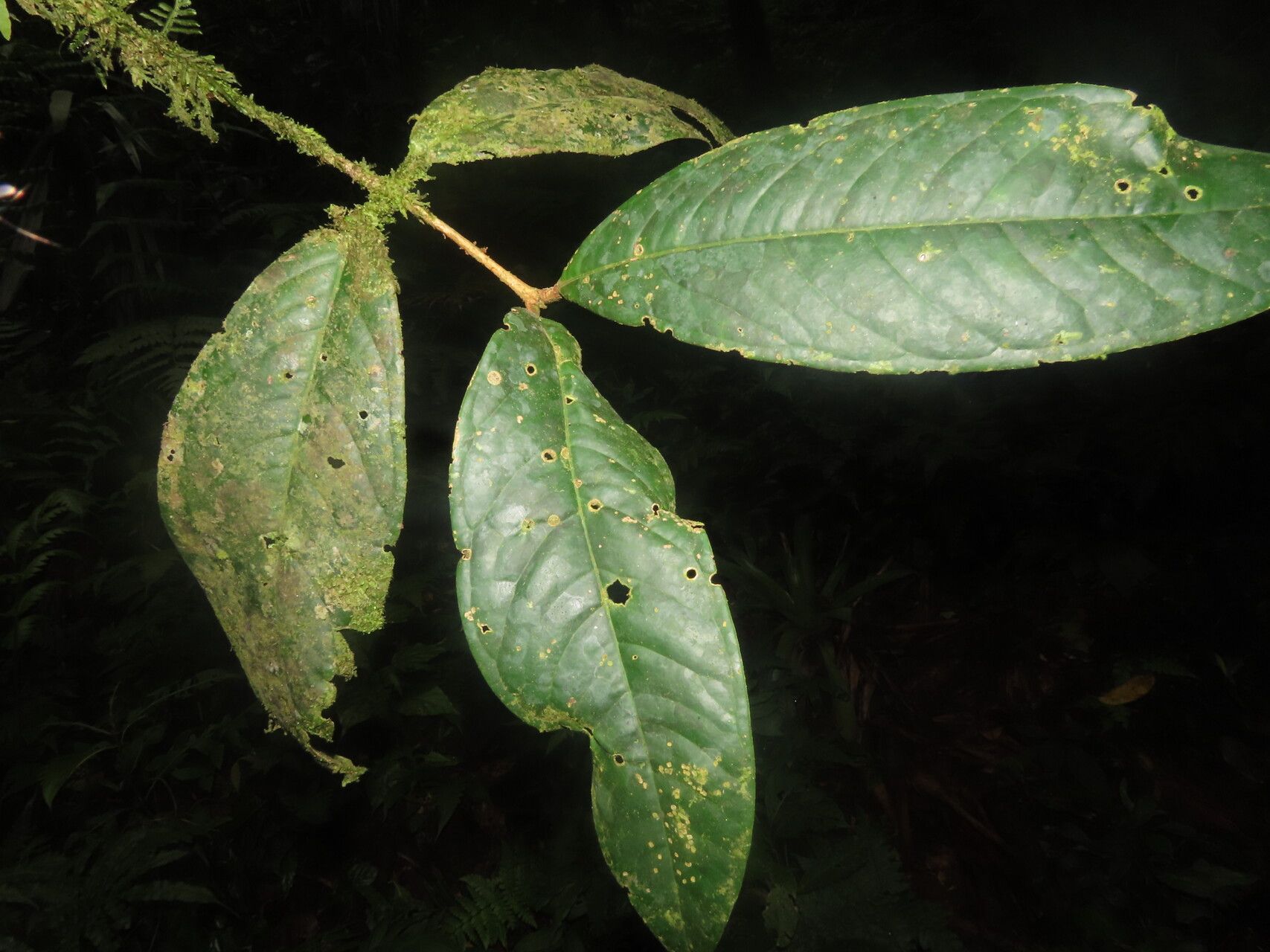 Eugenia magniflora leaf