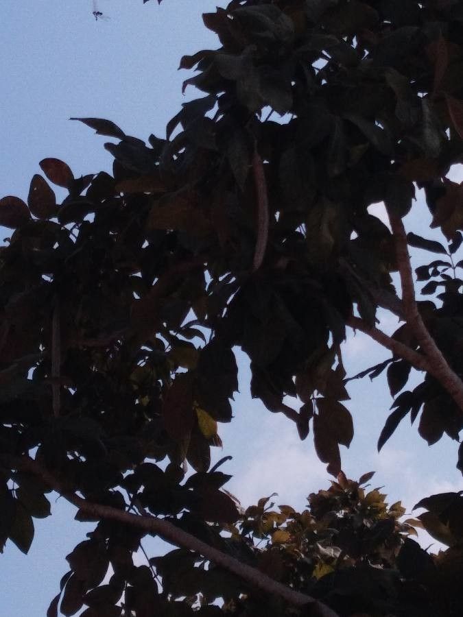 Radermachera xylocarpa