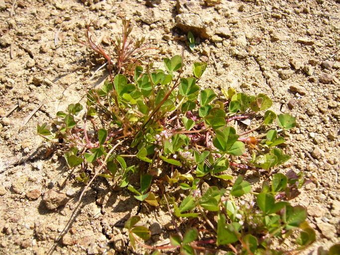 Trifolium cernuum habit