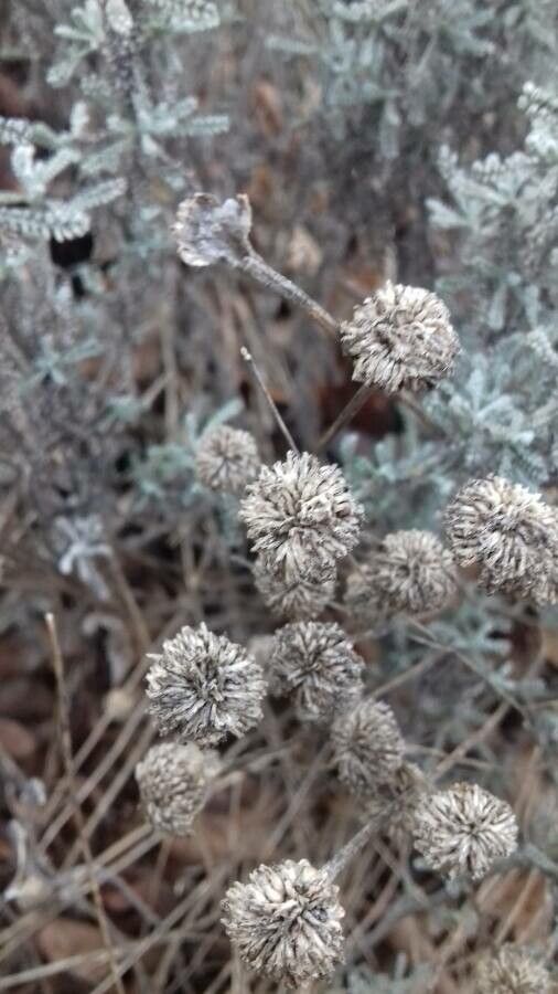 Santolina decumbens fruit