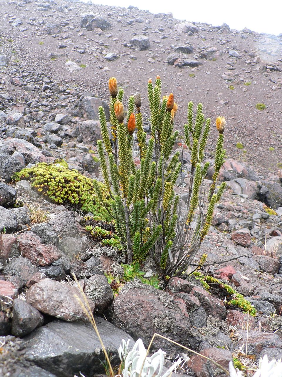 Chuquiraga jussieui — houseplant care guide