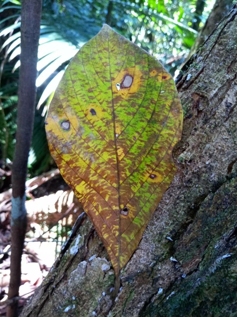 Gardenia tubifera — search result for 'Gardenia'