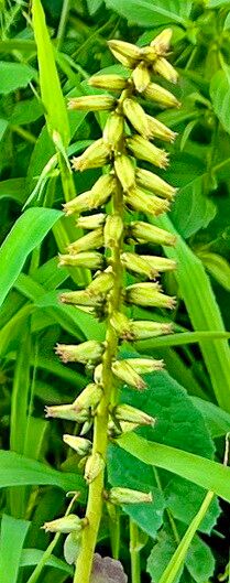 Umbilicus gaditanus flower
