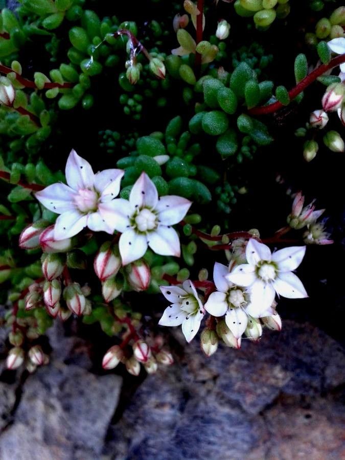 Sedum hirsutum flower