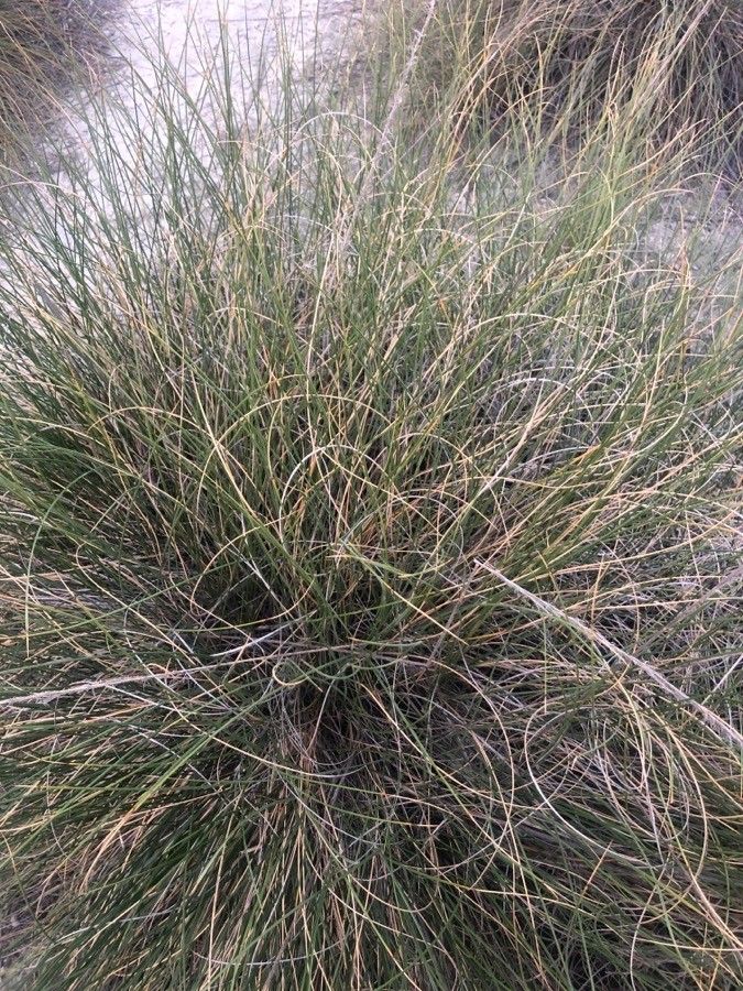 Macrochloa tenacissima leaf