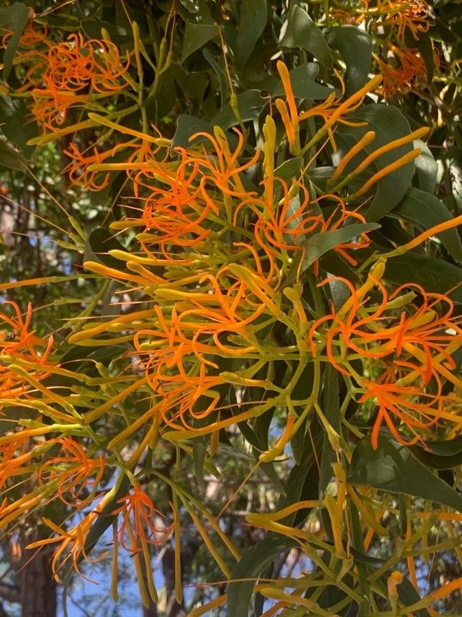 Psittacanthus calyculatus flower