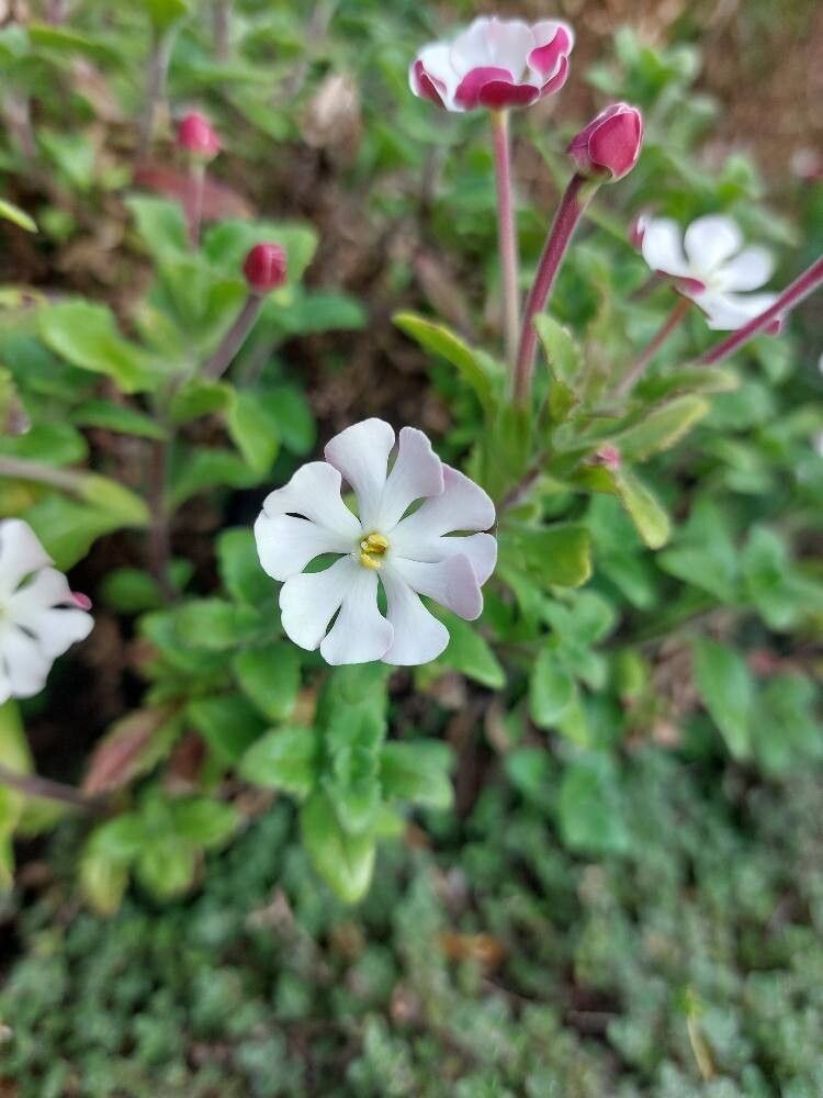 Zaluzianskya ovata flower