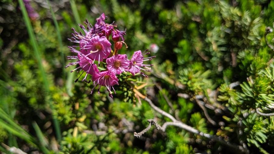 Kalmia microphylla flower