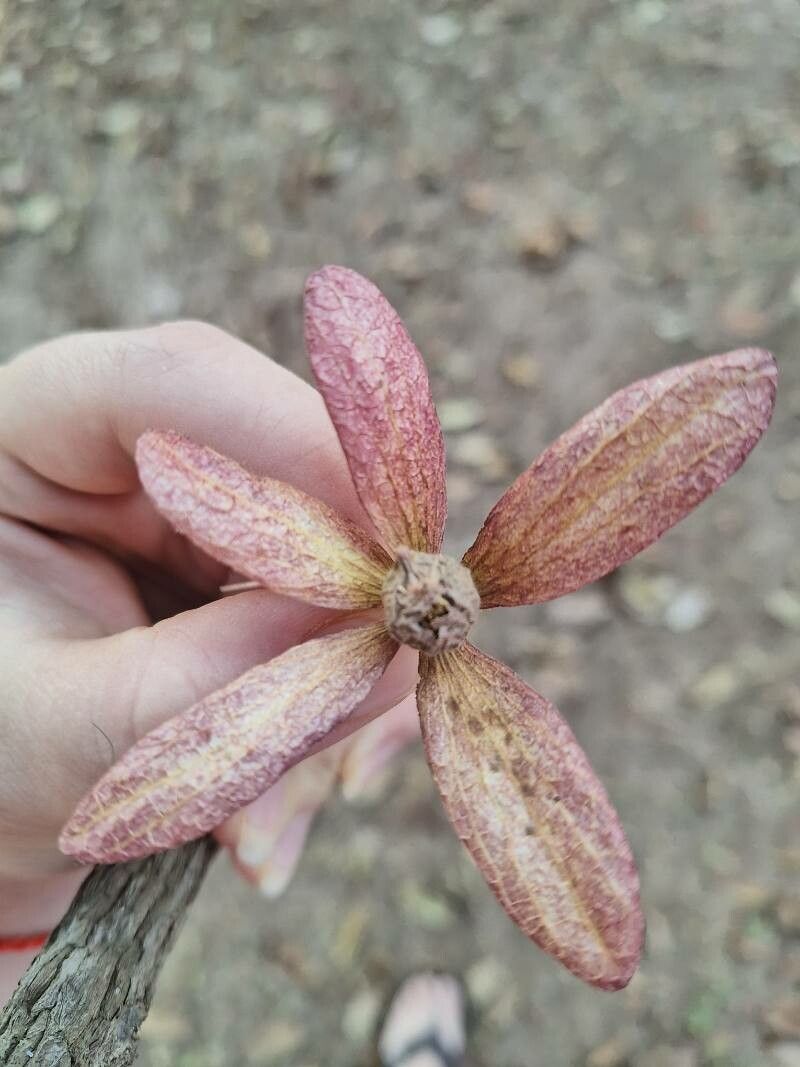 Gluta usitata — related species from the same genus