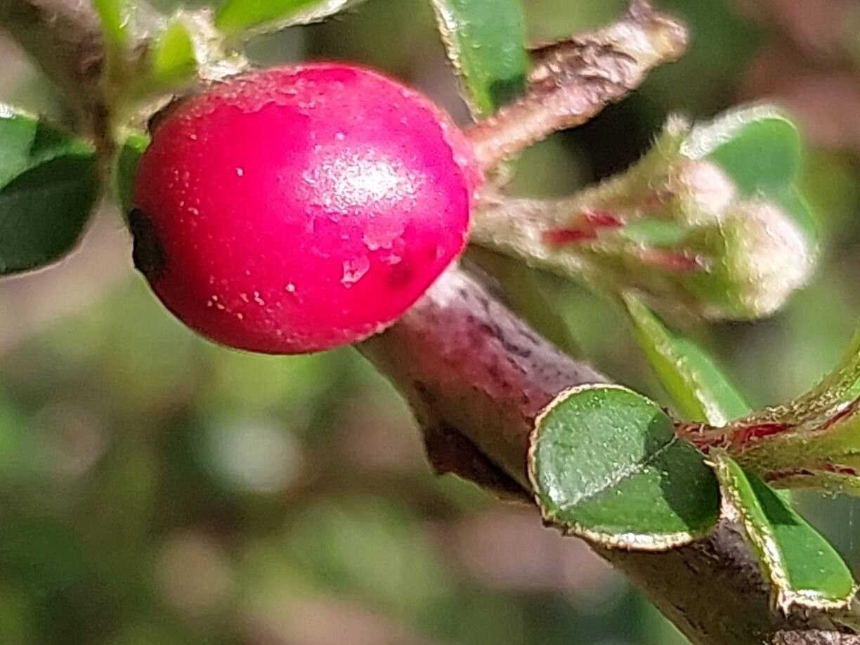Cotoneaster nitidus fruit