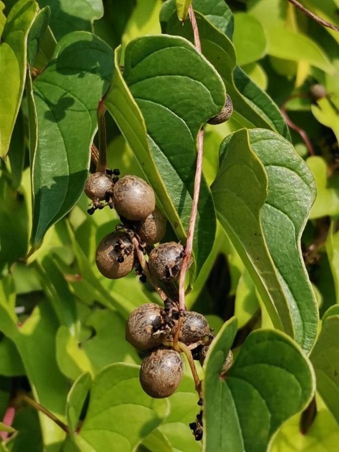 Dioscorea polystachya fruit